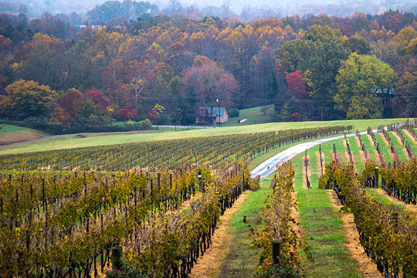 An Autumn Winery