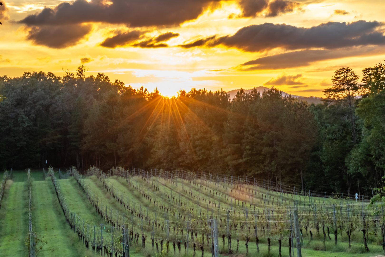 Sunset at the Vineyard