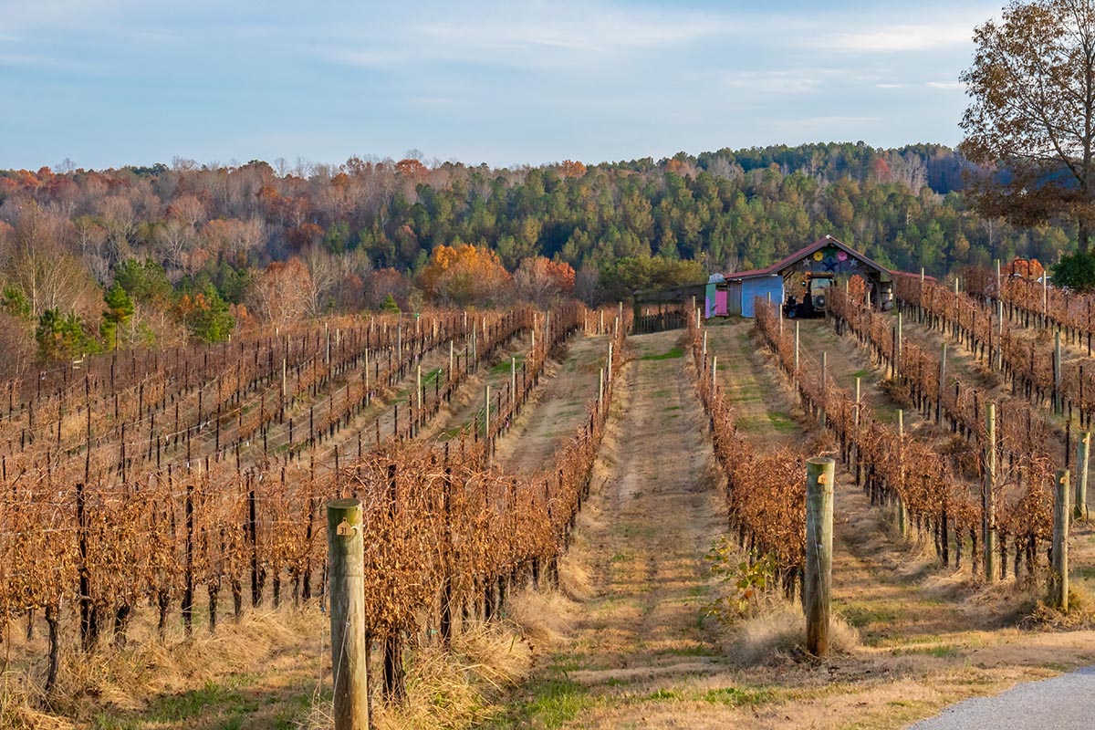 Dormant Vines