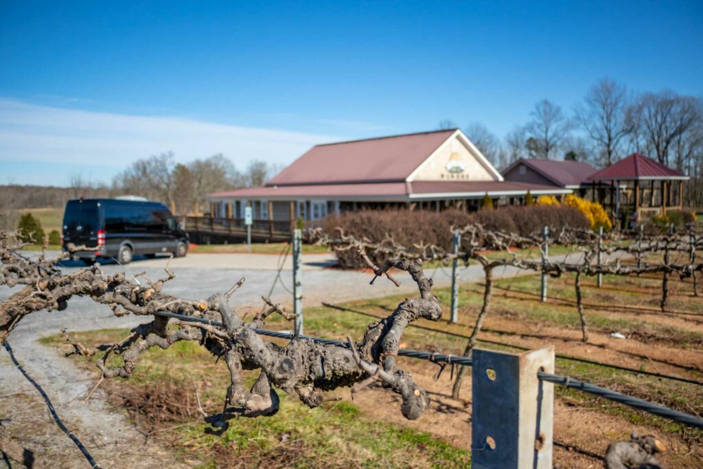 Pruned Vines