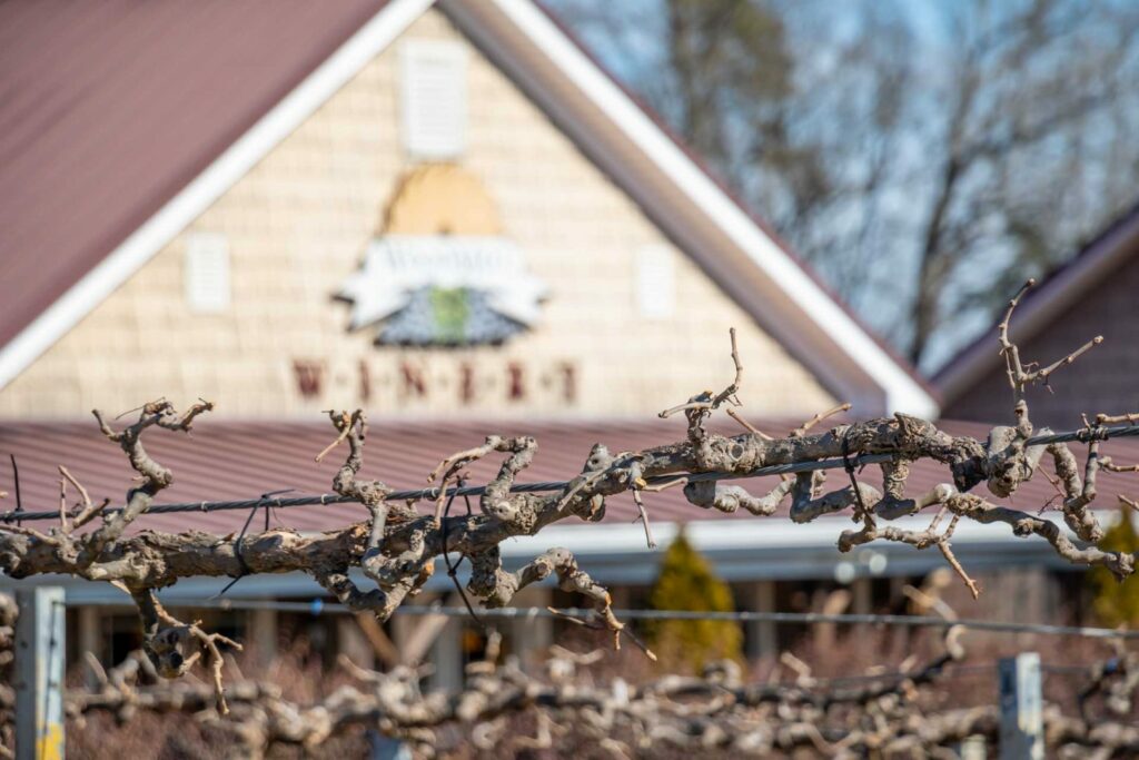 Freshly Pruned Vines