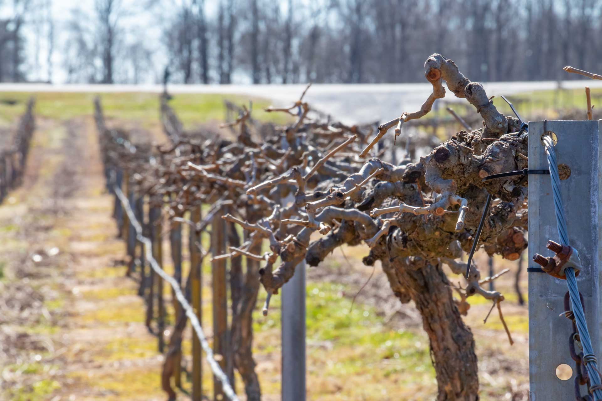 Its Pruning Season At The Vineyards Van In Black 