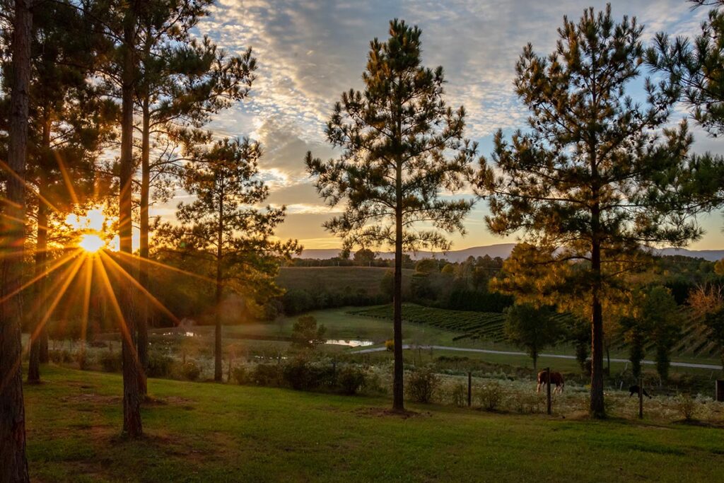 Parker-Binns Vineyard