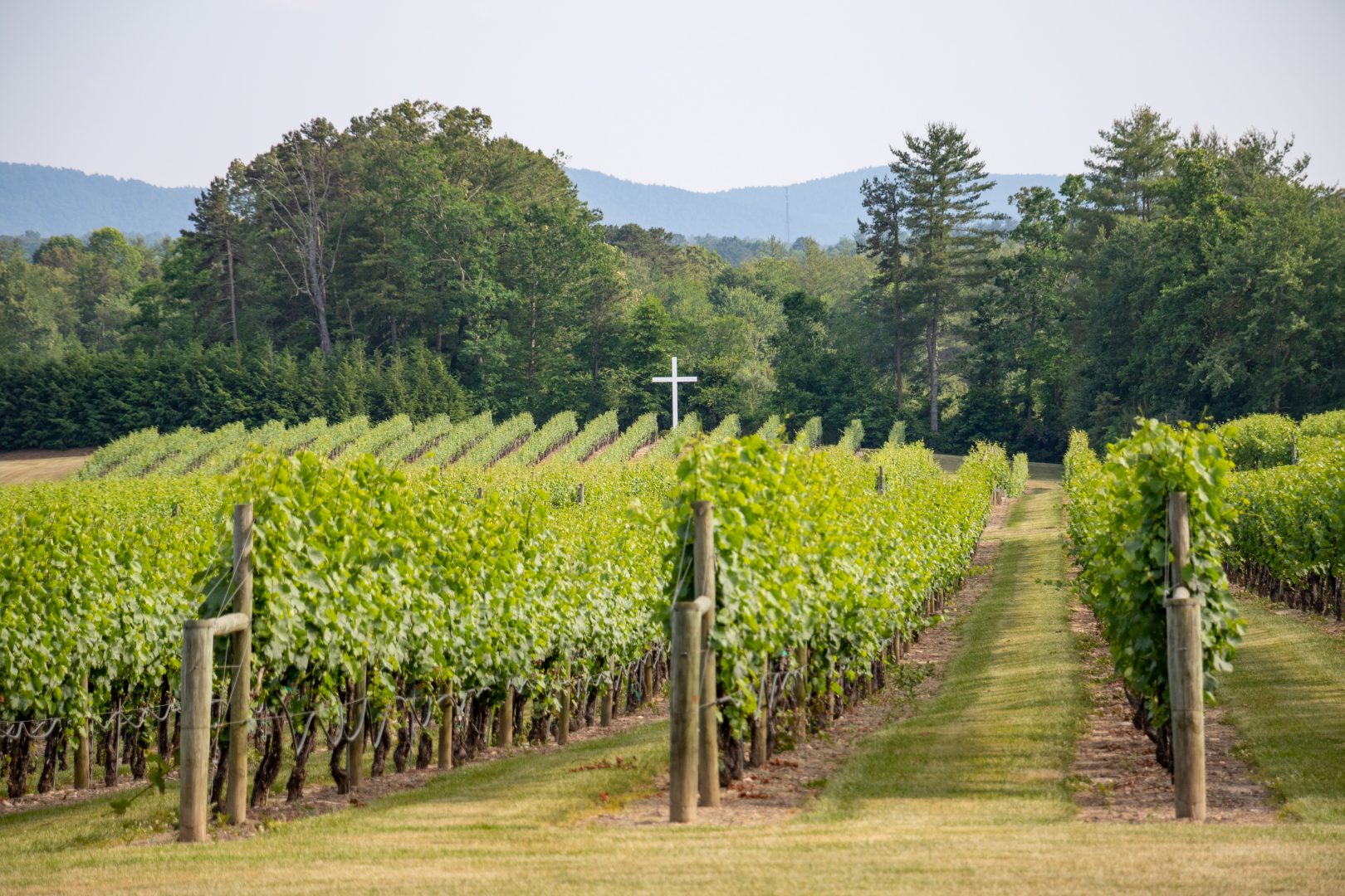 Burnt shirt vineyards