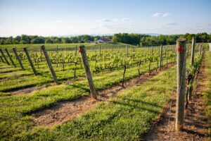 Wine Tours