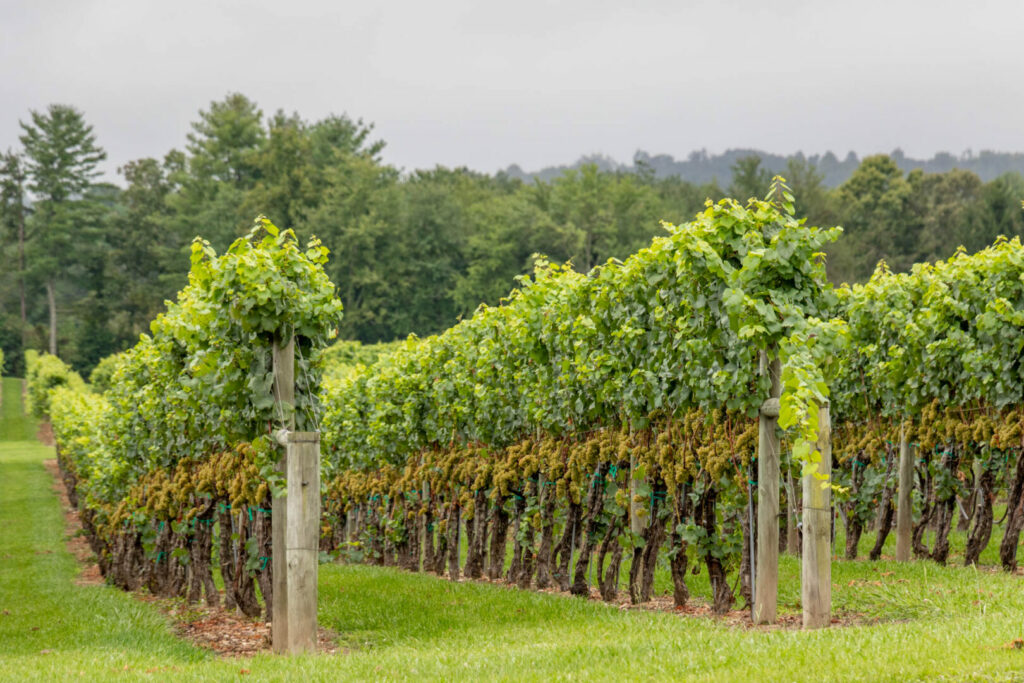 North Carolina vineyard in the Summer.