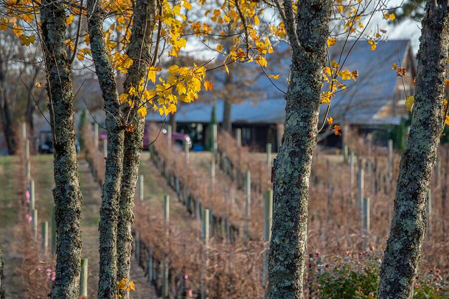 Overmountain Vineyards Autumn