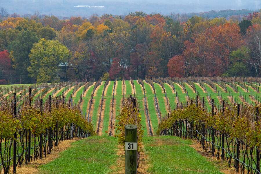 Carolina Winery Autumn