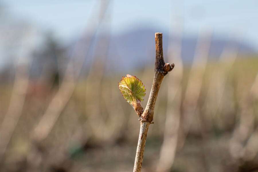 Bud break