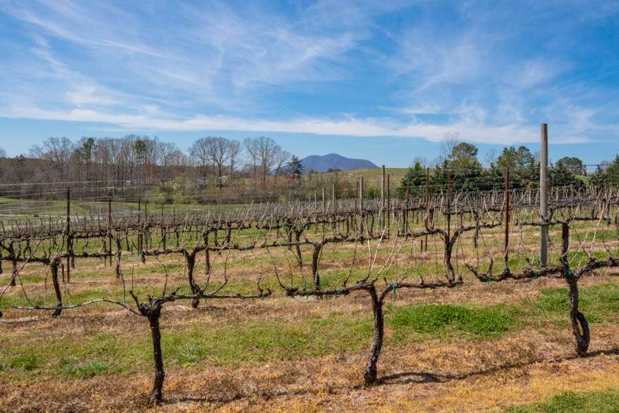 Winter Vineyard Management