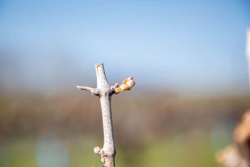 Bud Break on the Vine