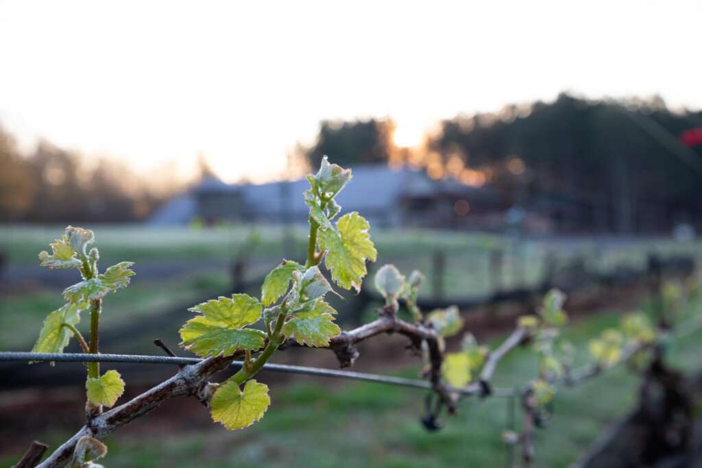 Freshly budded vines with light frost