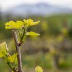 Spring Vineyard Growth