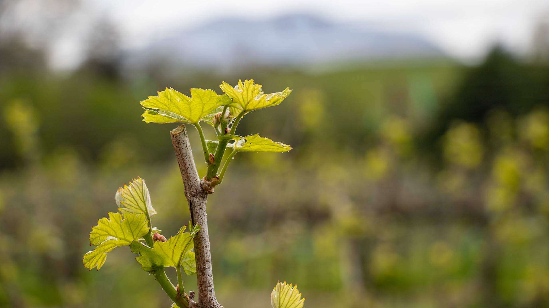 Spring Vineyard Growth