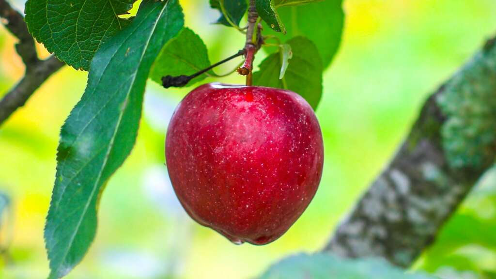North Carolina Apples