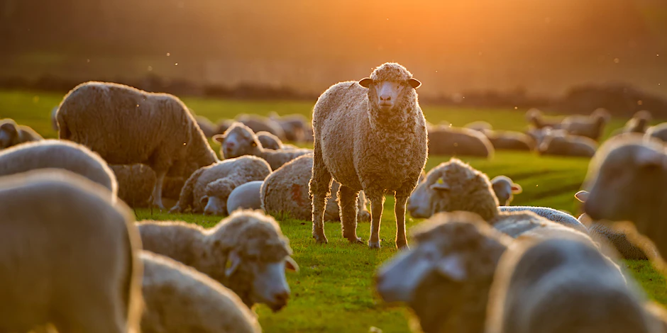 Farm to Frock Fabric Tour