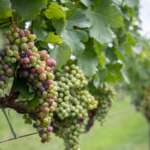 Asheville Wineries