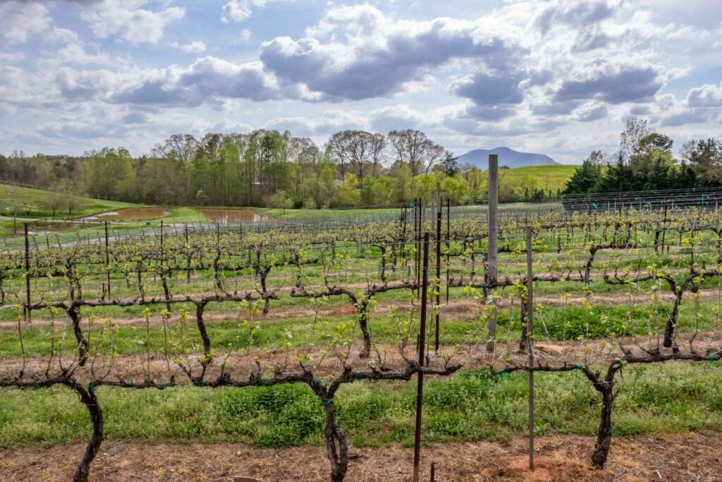 Spring at the Vineyard