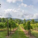 Vineyard Seasons