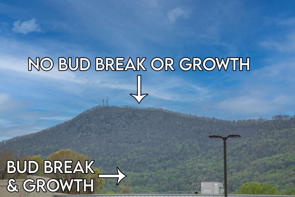 White Oak Mountain-Growth Markers