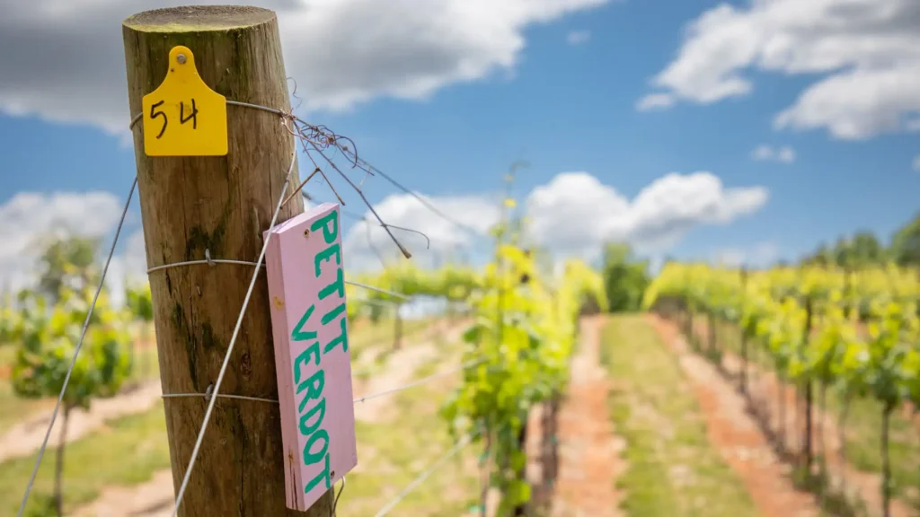 Asheville Wine Tours