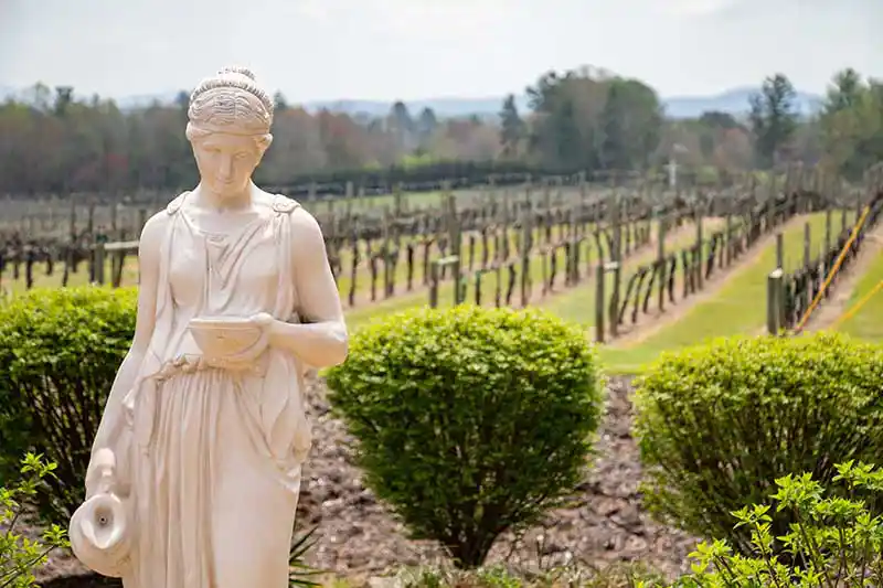 Burnt Shirt Vineyards