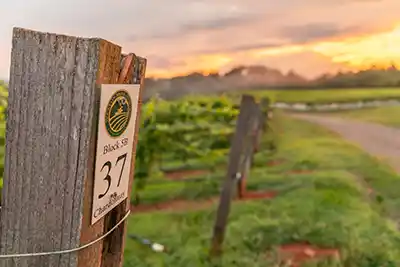 Mountain Brook Vineyards