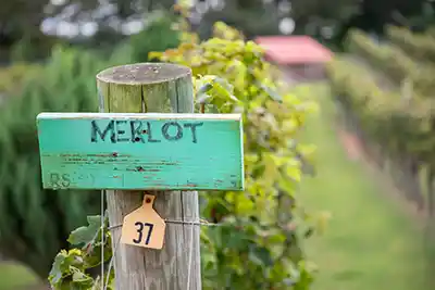 Overmountain Vineyards
