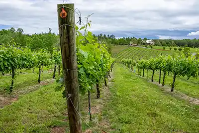 Parker-Binns Vineyard